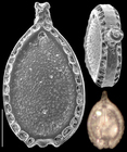 Lagnea lagenoides