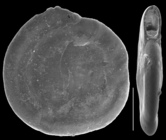 Planispirinella exigua