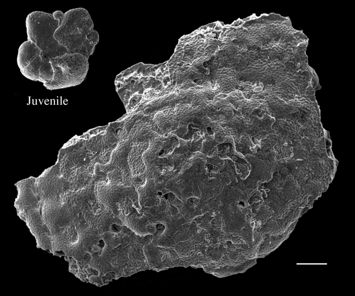 Planogypsina squammiformis
