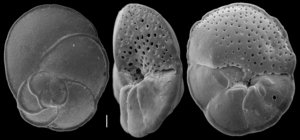 Poroeponides lateralis