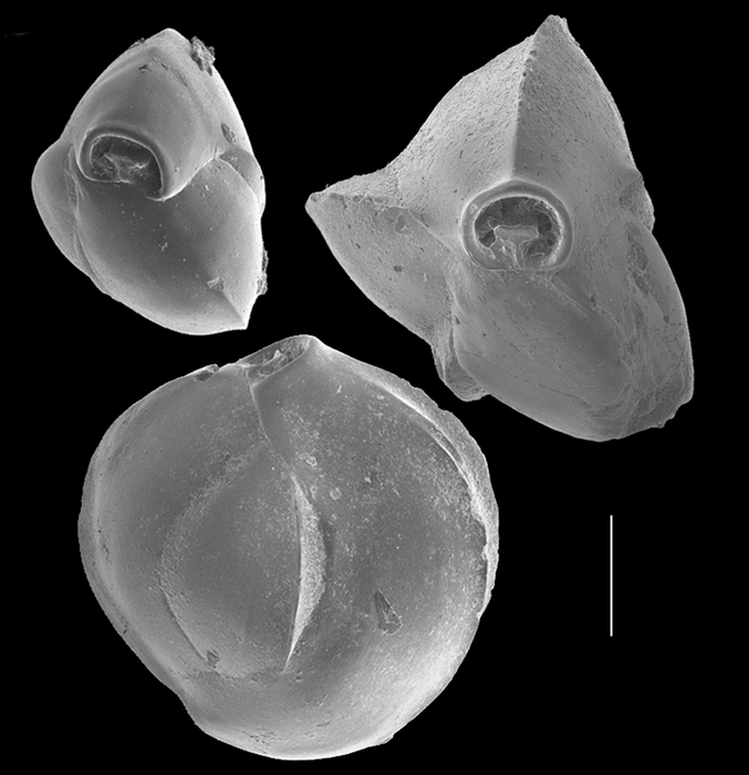 Quinqueloculina bicarinata