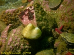 Porifera (sponges)