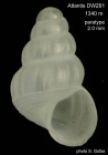 Alvania macella Gofas, 2007Paratype (shell) from Atlantis Seamount, 34°22.4'N, 30°27.8'W, 1340 m, 'Seamount 2' DW261 (size 2.0 mm).