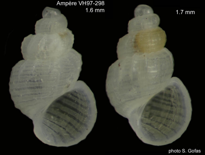 Manzonia arata Gofas, 2007Shell and live-collected specimen from Amp�re Seamount, 110 m (size 1.6 and 1.7 mm). 