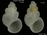 Manzonia arata Gofas, 2007Shell and live-collected specimen from Ampère Seamount, 110 m (size 1.6 and 1.7 mm). 