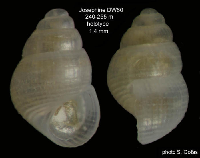 Crisilla ovulum Gofas, 2007Holotype (live collected specimen) from Josephine seamount, 36�43'N, 14�17'W, 240-255 m, 'Seamount 1' DW60 (size 1.4 mm). 