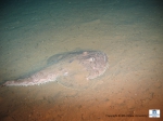 A Lophius sp (Monkfish) A Lophius sp (Monkfish)