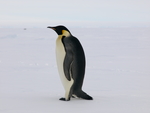 Emperor Penguin