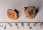 Caryophyllia smithii Stokes & Broderip, 1828 Caryophyllia smithii Stokes & Broderip, 1828