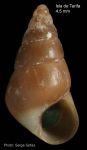 Barleeia gougeti (Michaud, 1830). Specimen from Isla de Tarifa, Strait of Gibraltar (height 4.5 mm)