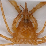 Macropodia tenuirostris (Leach, 1814) Macropodia tenuirostris (Leach, 1814)