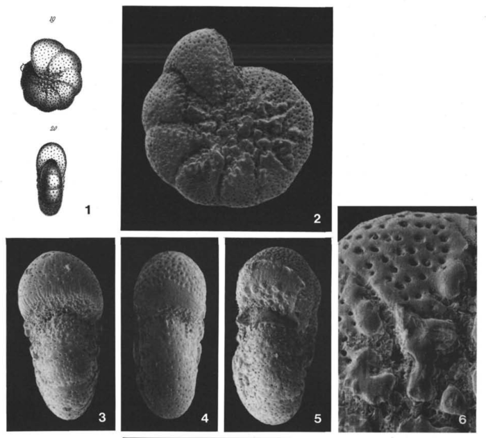Nonionina granosa d'Orbigny, 1846