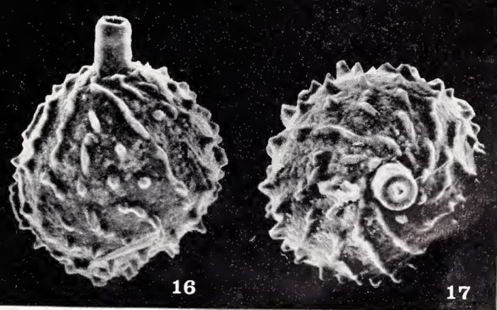 Lagena hibernica Haynes, 1973