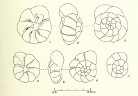 Ammonia aberdoveyensis Haynes, 1973