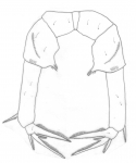 Copepoda