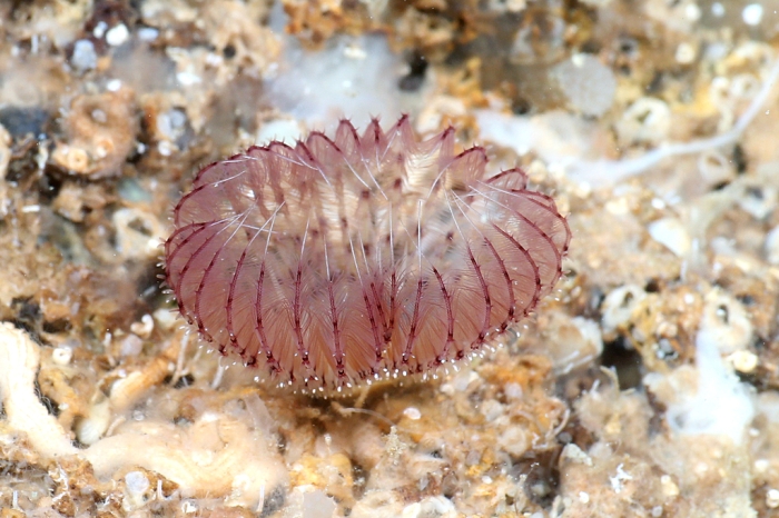 Branchiomma moebii live in situ from Croatia, Adriatic