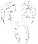 Crustacea (crustaceans)