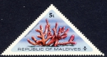 Acropora cervicornis Acropora cervicornis