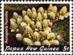 Acropora humilis Acropora humilis