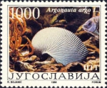 Argonauta argo Argonauta argo
