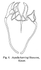 Aspelta harringi