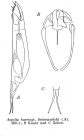 Aspelta harringi