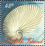 Argonauta nodosa Argonauta nodosa