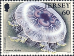 Aurelia aurita Aurelia aurita