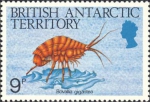 Bovallia gigantea Bovallia gigantea
