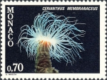 Cerianthus membranaceus Cerianthus membranaceus