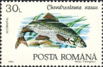 Chondrostoma nasus Chondrostoma nasus