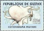 Cirrothauma murrayi Cirrothauma murrayi