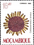 Colobocentrotus atratus Colobocentrotus atratus