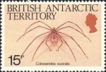 Colossendeis australis Colossendeis australis