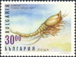 Cumella (Cumella) limicola Cumella (Cumella) limicola