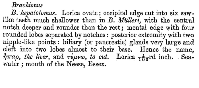Brachionus plicatilis f. hepatotomus - Original description image