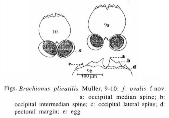 Brachionus plicatilis f. ovalis - Original description image