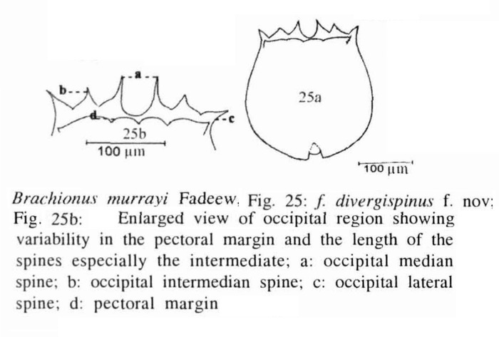 Brachionus plicatilis var. murrayi f. divergispinus - Original description image