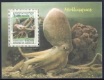 Eledone aldrovandi Eledone aldrovandi