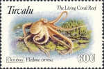 Eledone cirrhosa Eledone cirrhosa