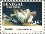 Lepas anatifera Lepas anatifera