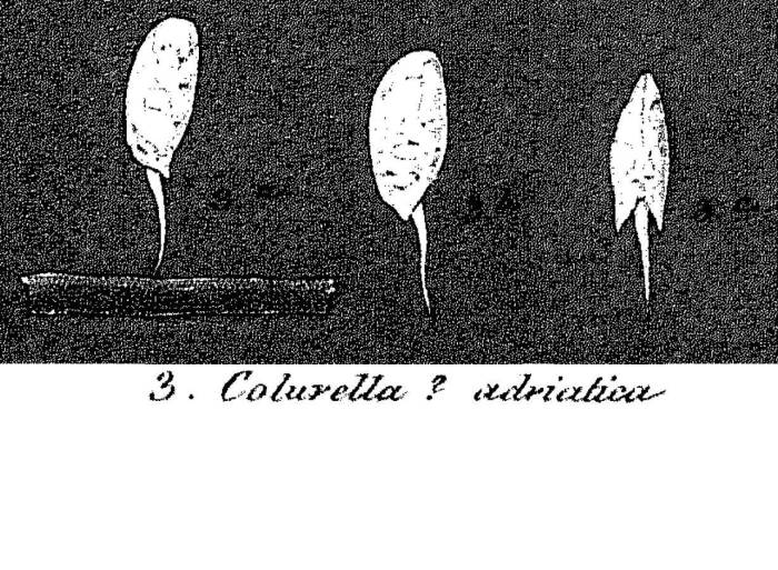Colurella adriatica - Original description image