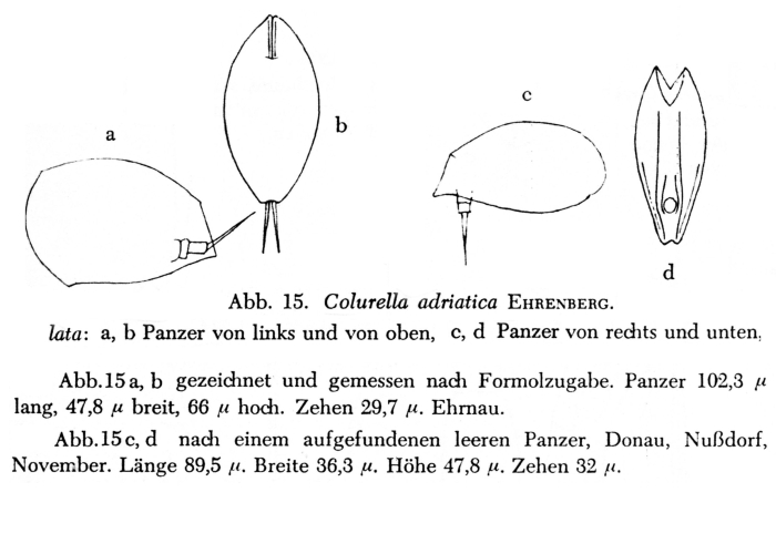 Colurella adriatica f. lata - Original description image