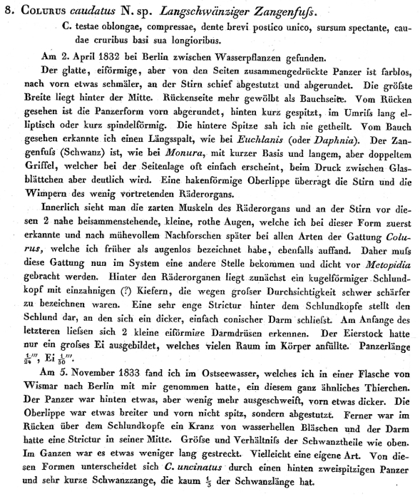 Colurus caudatus - Original description image