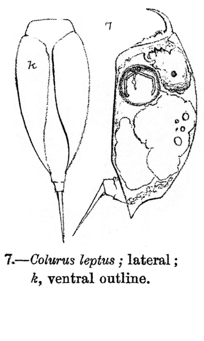 Colurus leptus - Original description image
