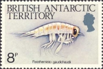 Parathemisto gaudichaudi Parathemisto gaudichaudi