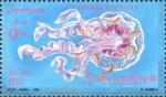 Pelagia noctiluca Pelagia noctiluca