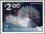 Perkinsiana littoralis Perkinsiana littoralis