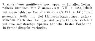 Encentrum simillimum