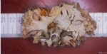 Reteporella beaniana (King, 1846) Reteporella beaniana (King, 1846)